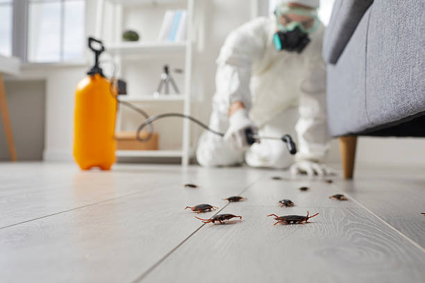 Commercial Kitchen Cockroach Control in Whitehorn Cove